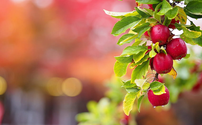 พื้นหลังต้นแอปเปิ้ลสวนผลไม้แอปเปิ้ล วอลล์เปเปอร์ HD