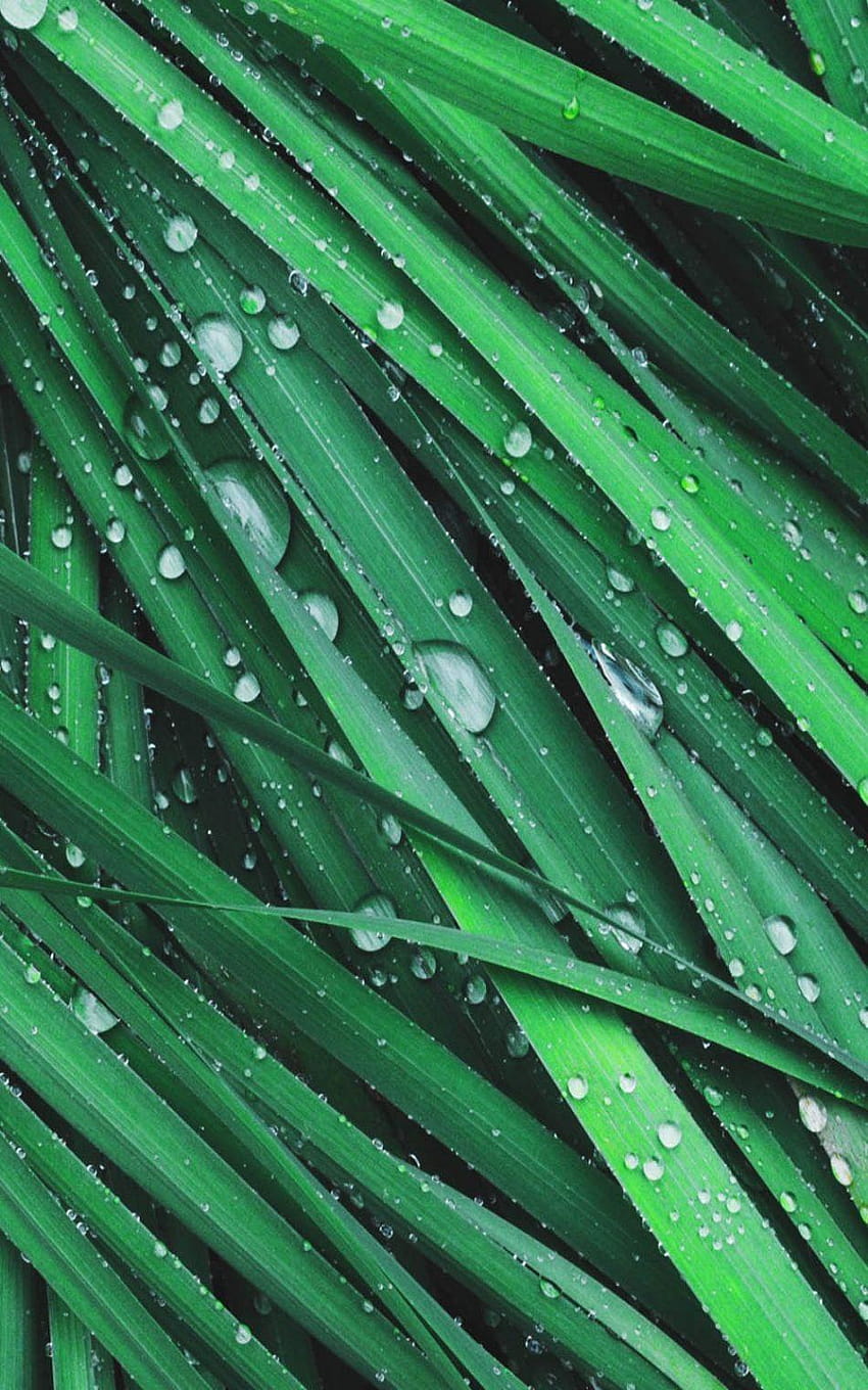 Grass Dew Drops Pure Ultra Mobile grass mobile HD phone wallpaper  Pxfuel
