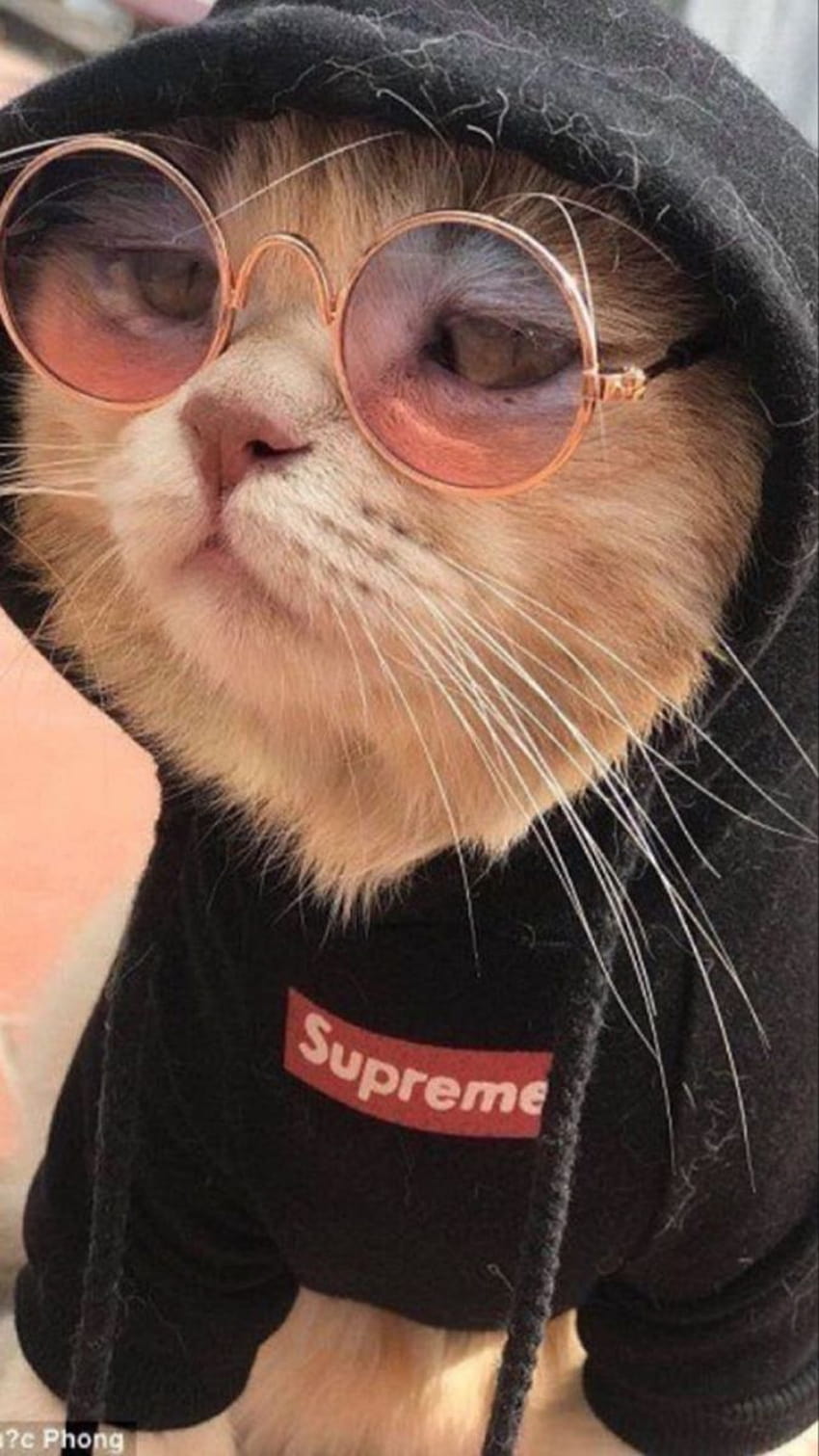 cute cat with glasses pfp background ideas aesthetic inspo