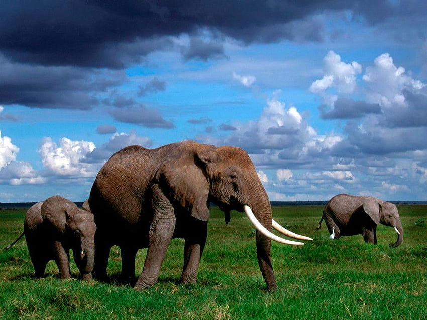 Elephant – One, indian elephant HD wallpaper