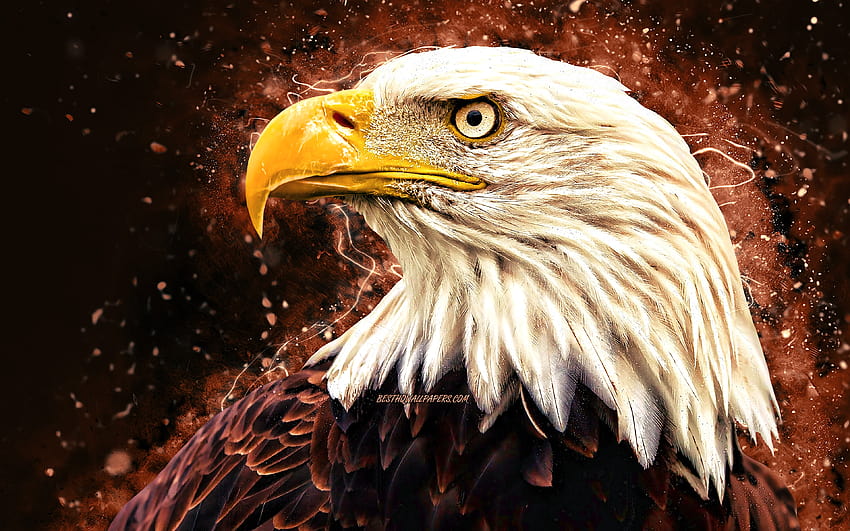 Bald Eagle, brown neon lights, USA symbol, creative, birds of North America, eagle, Haliaeetus leucocephalus, Bald Eagle with resolution 3840x2400. High Quality, neon eagle HD wallpaper