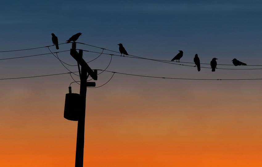 birds, wire, post , section животные, electric animals HD wallpaper