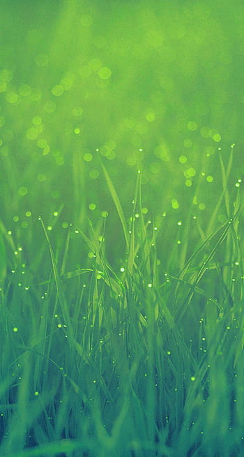 Grass for iphone HD wallpapers | Pxfuel