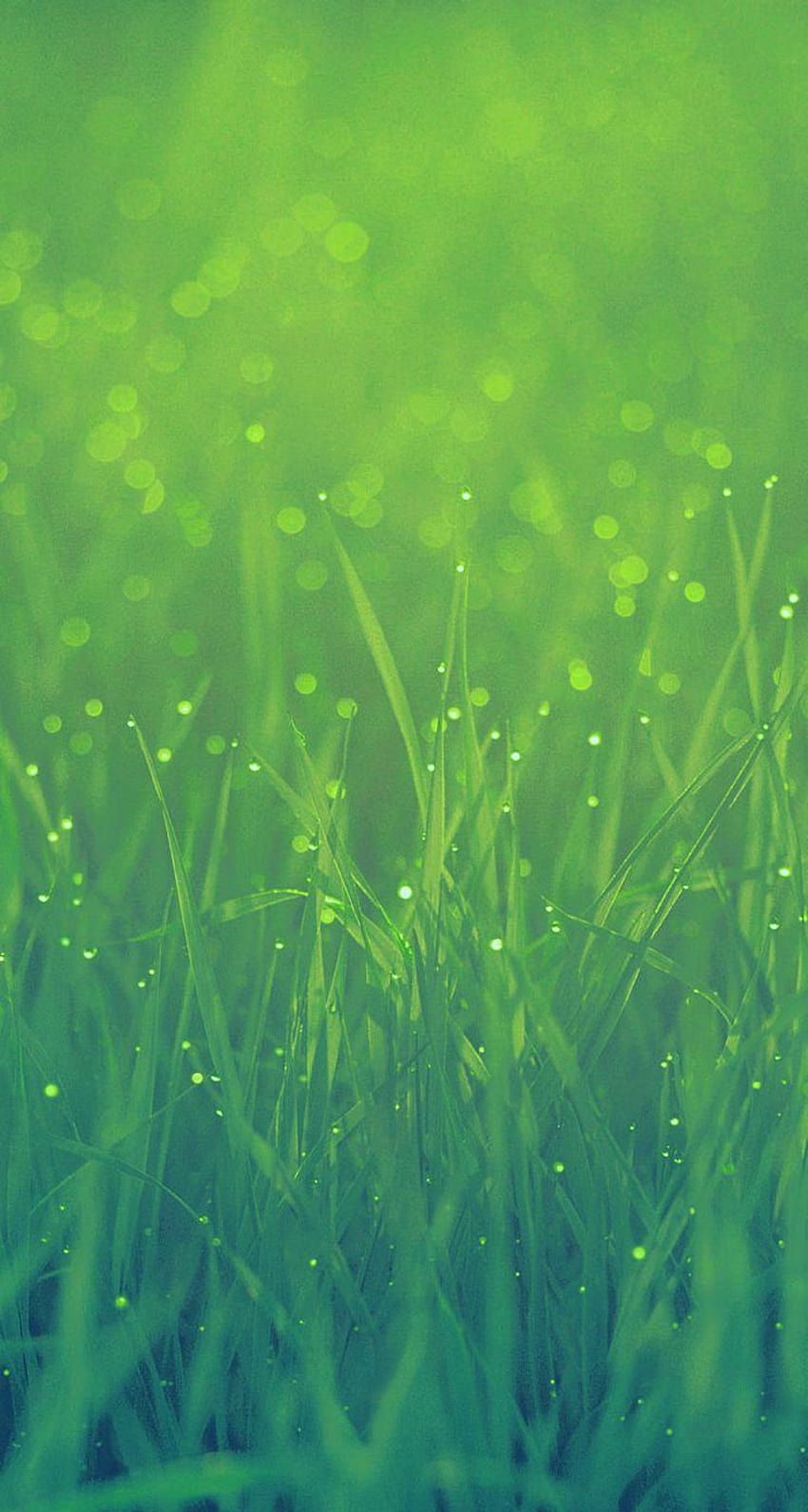 Grass Iphone HD phone wallpaper