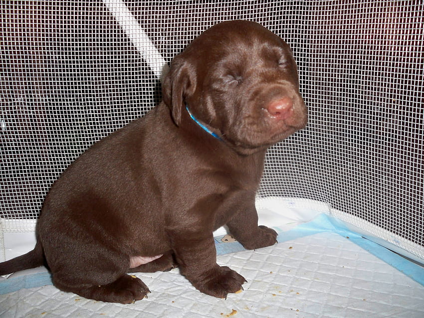 newborn chocolate lab puppies