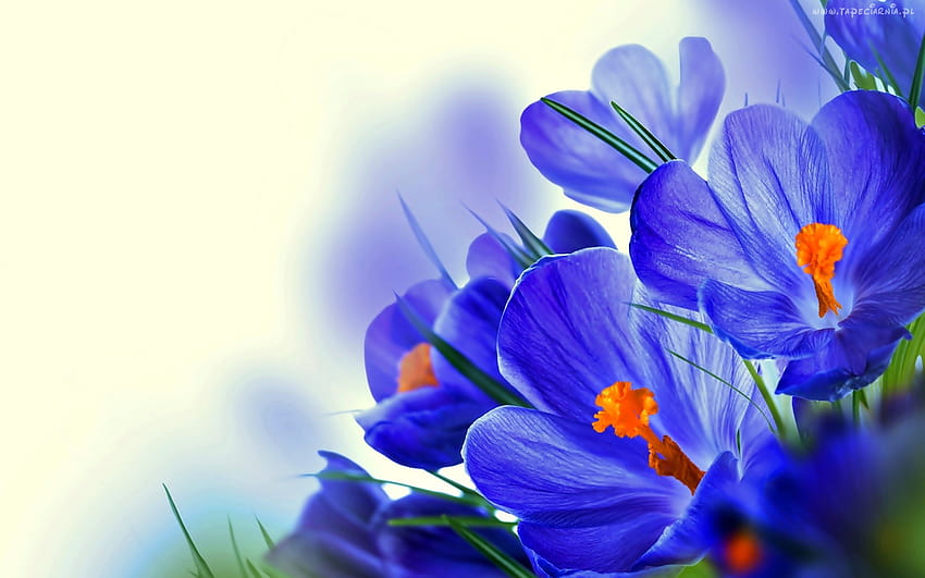 Tapeciarnia.pl a Twitteren: HD wallpaper Tapeciarnia.pl a Twitteren: HD wallpaper
