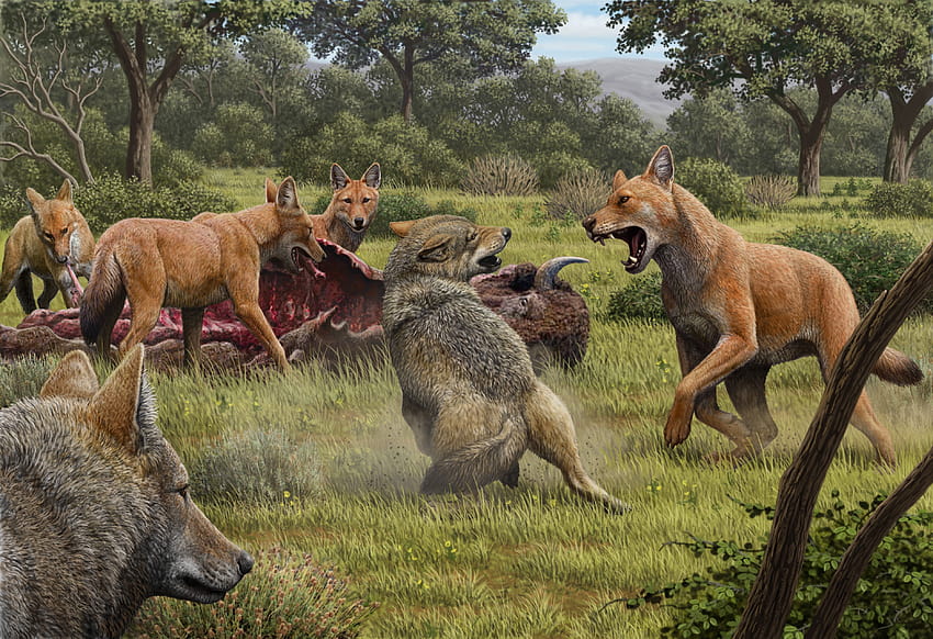 Dire Wolves Were Not Really Wolves, New Genetic Clues Reveal HD wallpaper