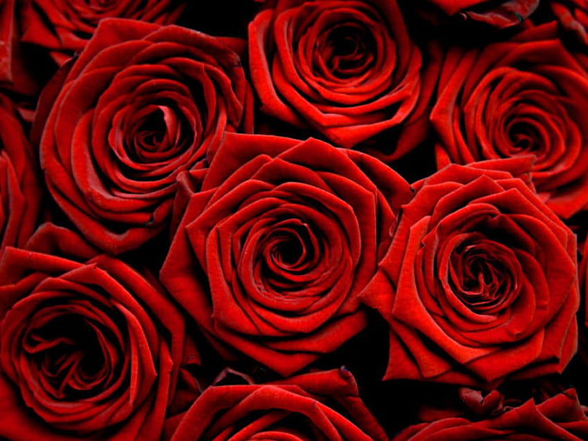 best flowers red rose rose the beautiful red rose rose [1024x768] for your , Mobile & Tablet, women with rose HD wallpaper