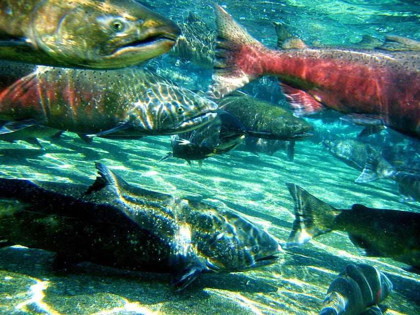Salmon HD wallpaper