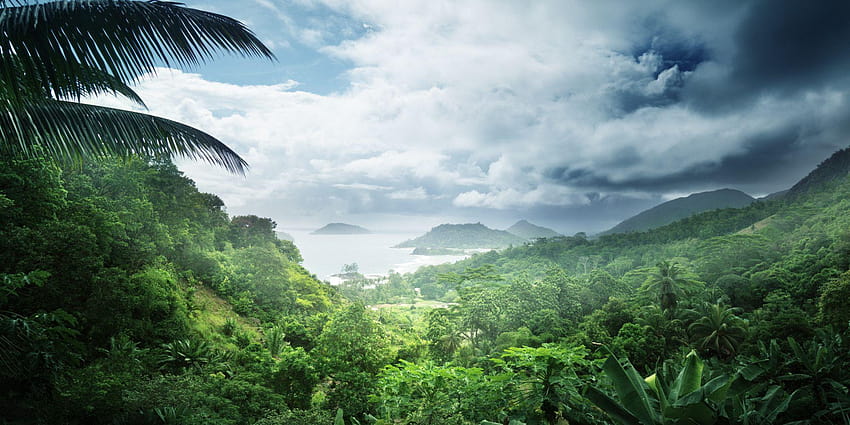 Amazon Rainforest Jaguar dan Wallpaper HD