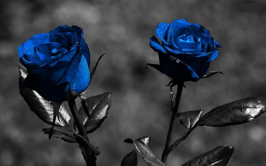 Blue Roses With Black Screen Hd Wallpaper Pxfuel