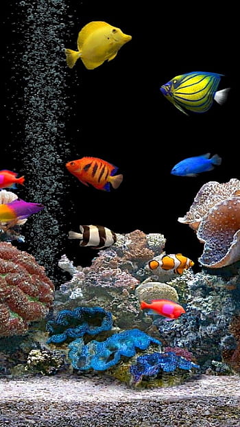 Android Giveaway of the Day - Fish Live Wallpaper 3D Aquarium Background HD  :PRO