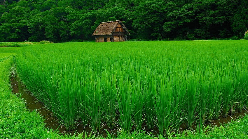 Tiernos arrozales verdes y fondo de pantalla
