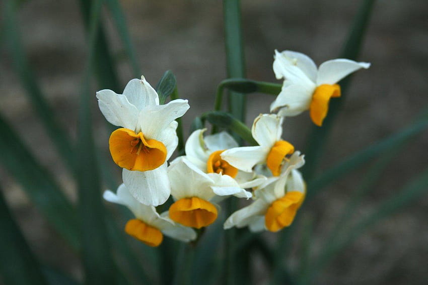 Kraft Seeds Nargis or Narcissus Flower Bulb, gladiolus nymph HD wallpaper