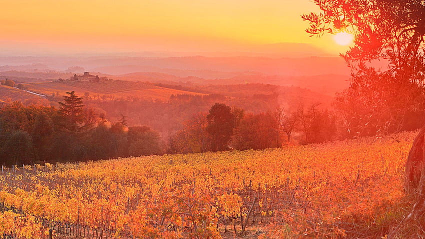 Nature & Landscape Vineyard Sunset Siena, vineyards HD wallpaper