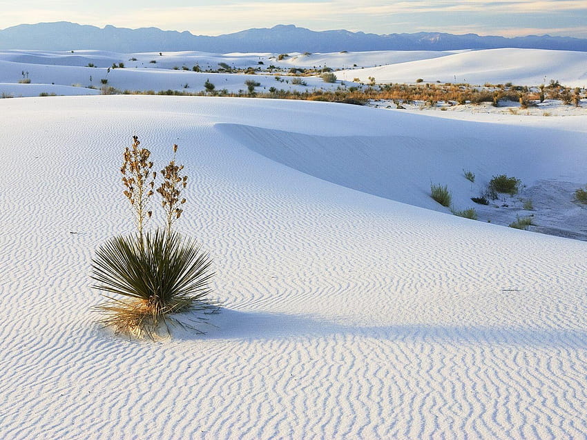 ชายหาดที่กำลังเติบโต New Mexico ธรรมชาติ ทราย National Yucca White Sands วอลล์เปเปอร์ HD