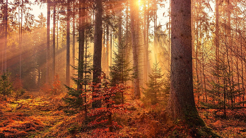 2560x1440 Autumn Sunbeams Forest Light Rays 1440P Resolution , Backgrounds, and, autumn 2560x1440 HD wallpaper