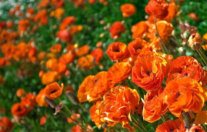 bunga, oranye, Ranunculus, Asia, Buttercup untuk, orange ranunculus Wallpaper HD