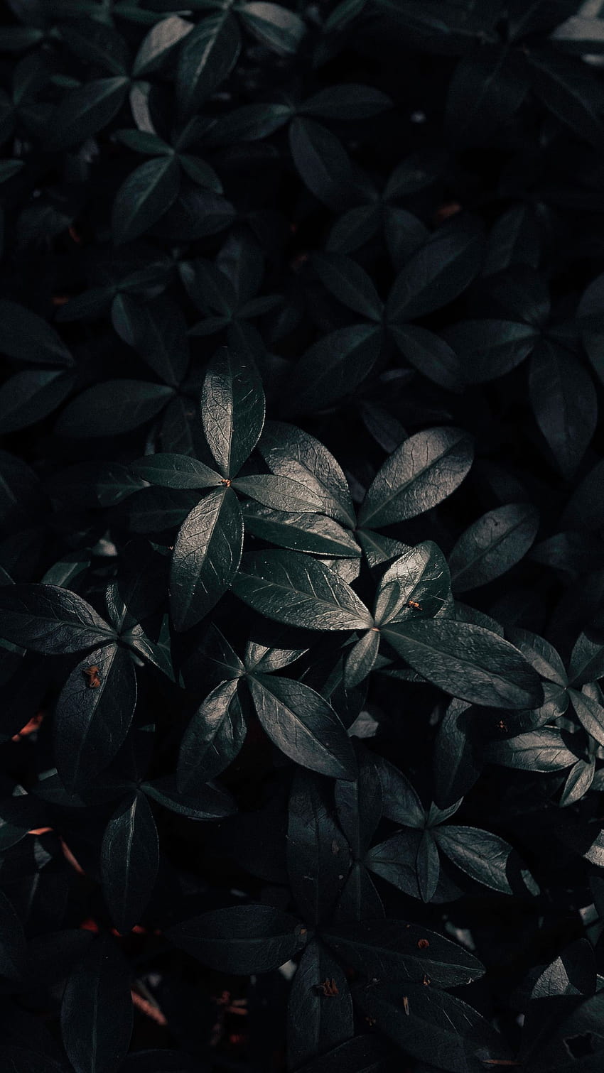 1350x2400 plant, leaves, dark iphone 8+/7+/6s+/ for parallax backgrounds, black leaves HD phone wallpaper