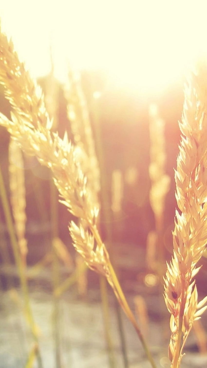 5 Зърно, слънце пшенични полета HD тапет за телефон