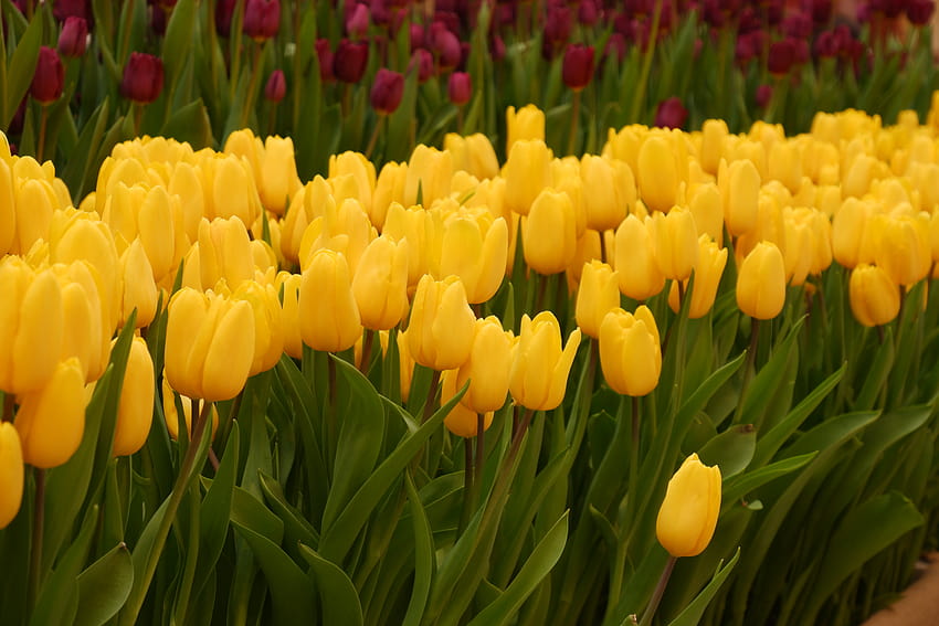 : tulips, flowers, flower, beautiful, flowering plant, petal, yellow, leaf, botany, spring, meadow, plant stem, plantation, bud, grass, lily family, landscaping, lady tulip, annual plant, crocus, wildflower, vascular plant, perennial, tulips plantation HD wallpaper