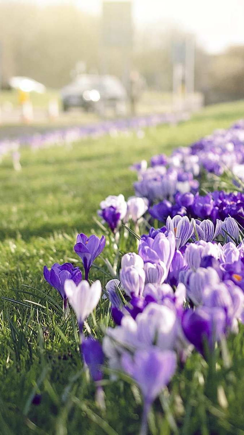 Safran-Blumen-Gras-Fokus, blaue Krokusblumen HD-Handy-Hintergrundbild