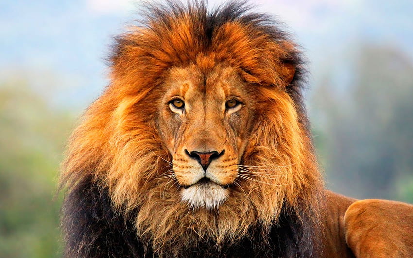 사자, 갈색사자, 동물, 야생, 아름다운, 그라피, 라이온킹 • For You, 예쁜 사자 HD 월페이퍼