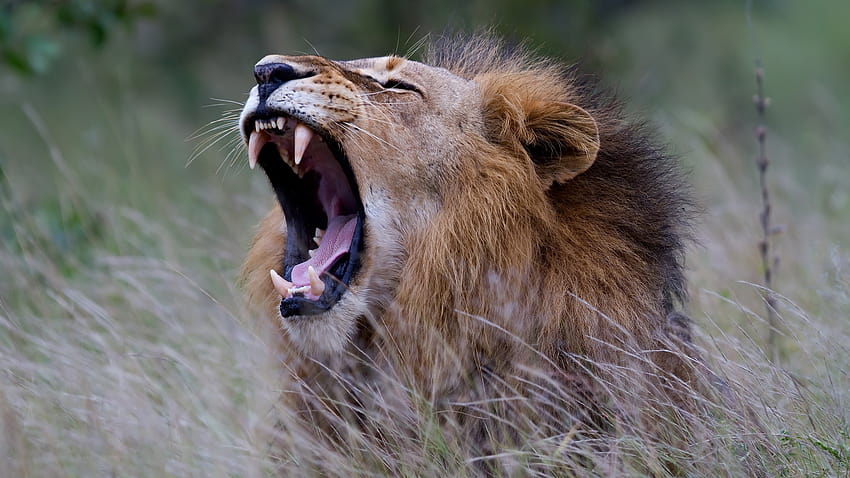 Geniş Açık Ağızlı Büyük Kedi Aslan Aslan, aslanların ağzı açık HD duvar kağıdı