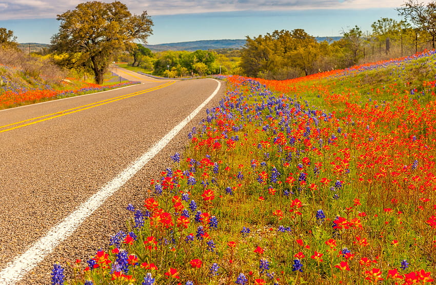 Road Spring Flower Texas HD wallpaper