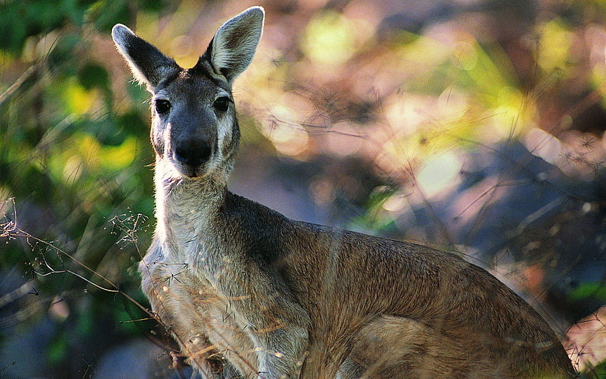 Kangaroo Backgrounds, wallaby HD wallpaper