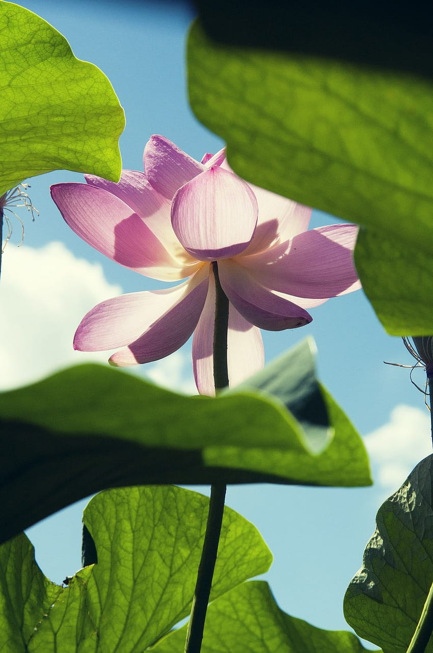 10 Lotus Flower, beautiful lotus flowers mobile HD phone wallpaper