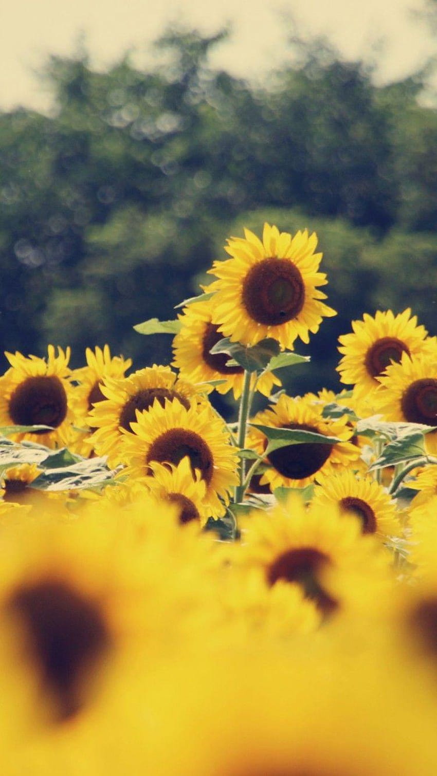 Sunflowers daisy flowers sky sunflower vintage HD phone wallpaper   Peakpx