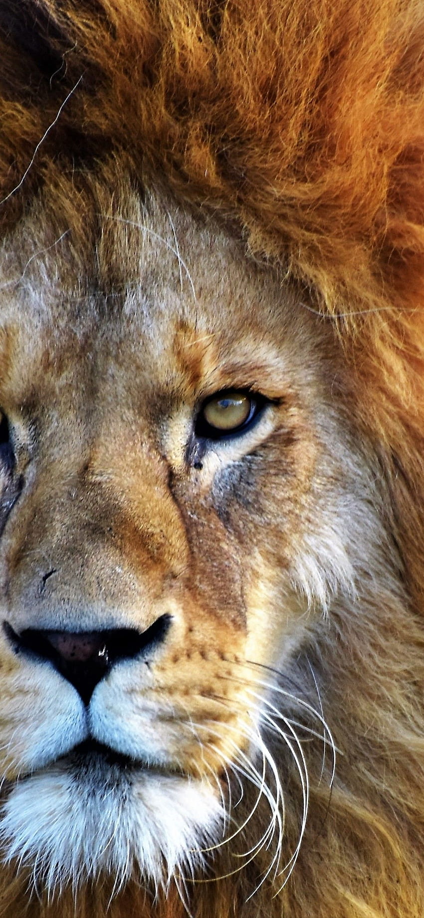 Singa Afrika, Kucing besar, Predator, Hewan liar, Karnivora, Closeup, Hewan, predator liar wallpaper ponsel HD