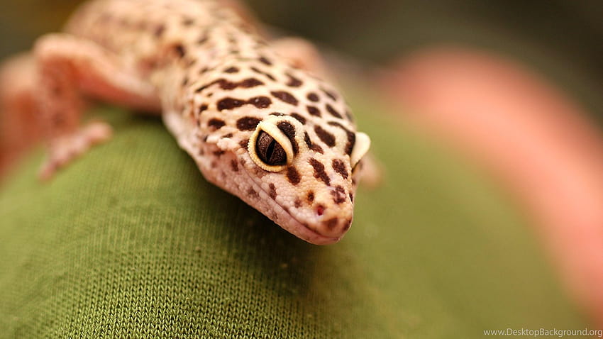 Inn Arts for Leopard Gecko HD wallpaper | Pxfuel