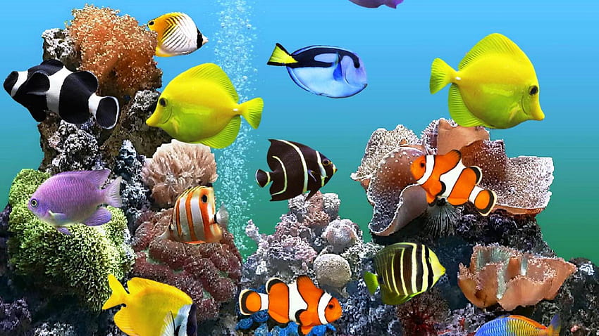 Diversity of Fish in Aquarium 1920x1080 HD wallpaper