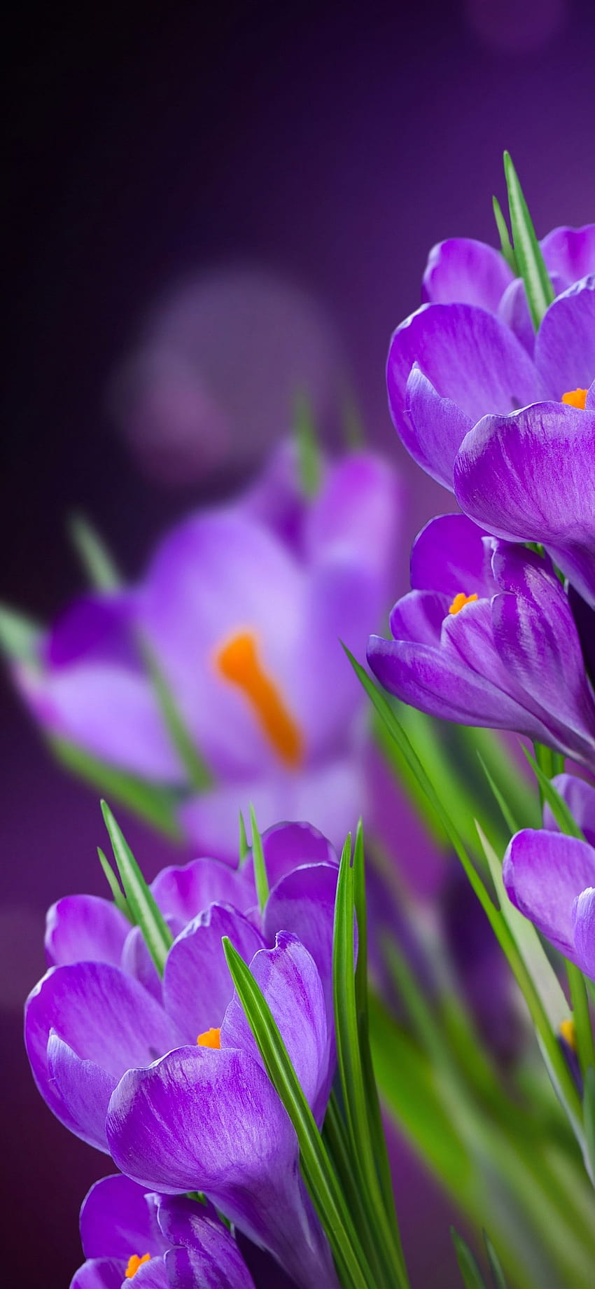Fioletowe kwiaty, krokusy, zamglone tła 5120x2880 U, fioletowe krokusy Tapeta na telefon HD