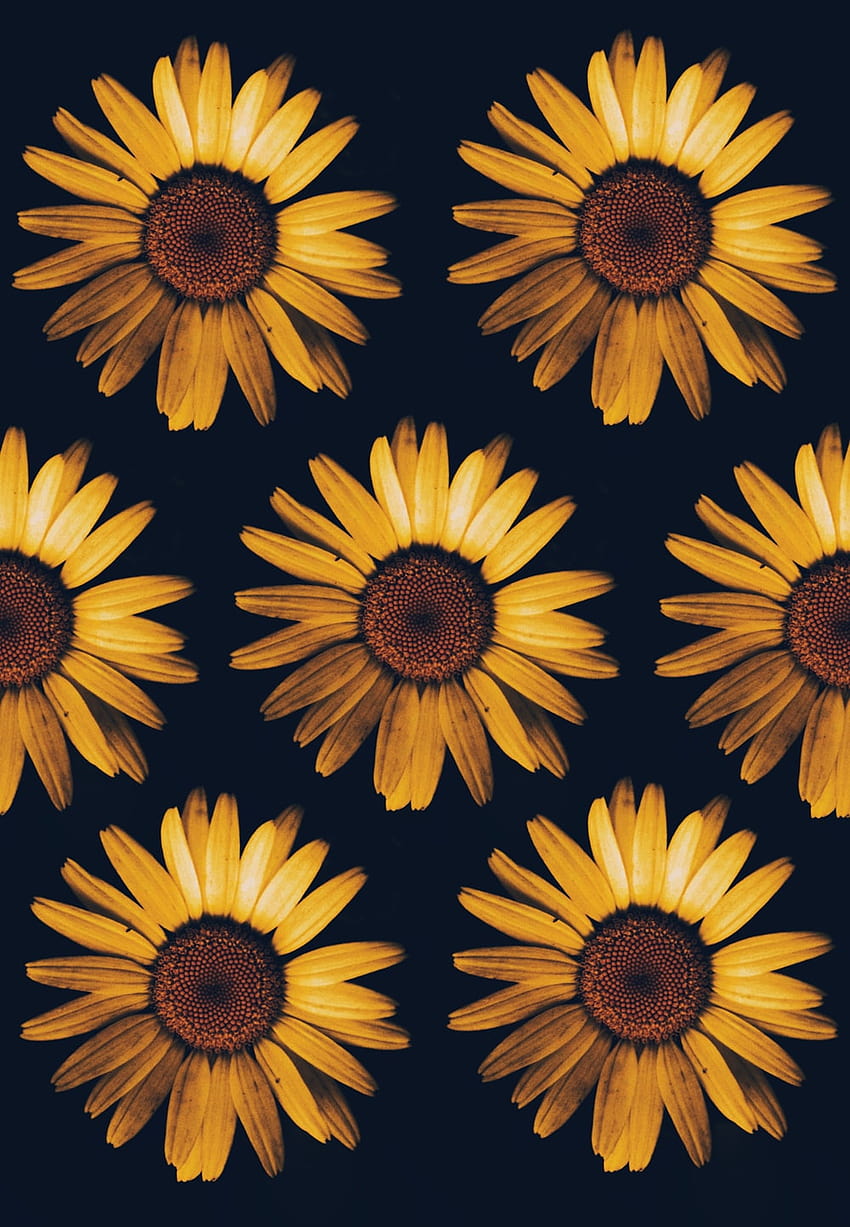 Sonnenblume: [50 HQ], gewöhnliche Sonnenblume HD-Handy-Hintergrundbild