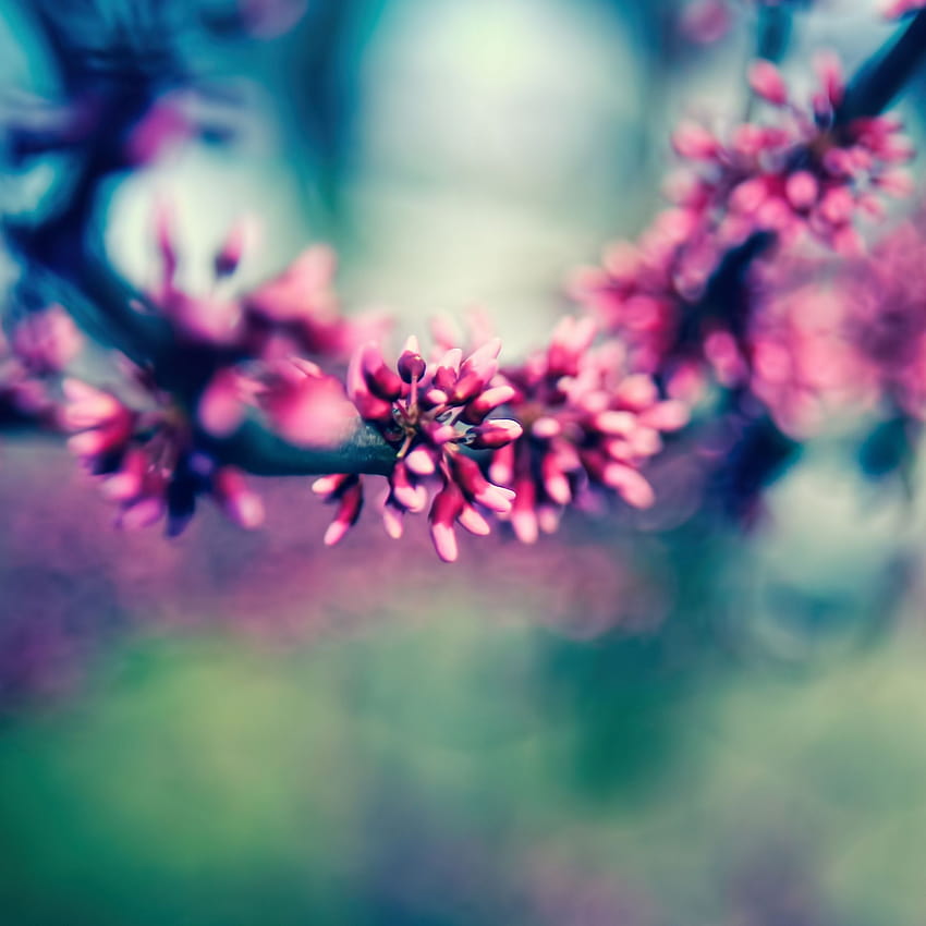 Spring Colours iPad Air iPhone, colours spring HD phone wallpaper | Pxfuel