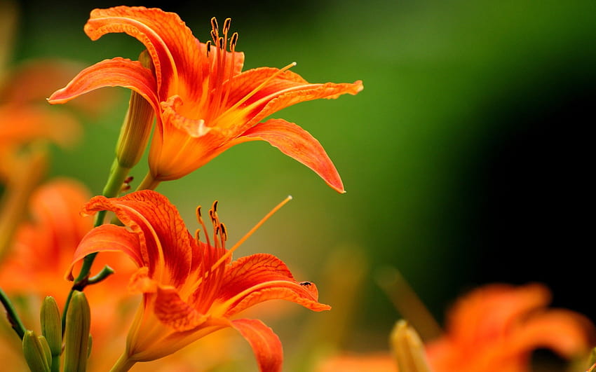 lilies, Flowers, Orange Flowers / and Mobile, lily flower HD wallpaper