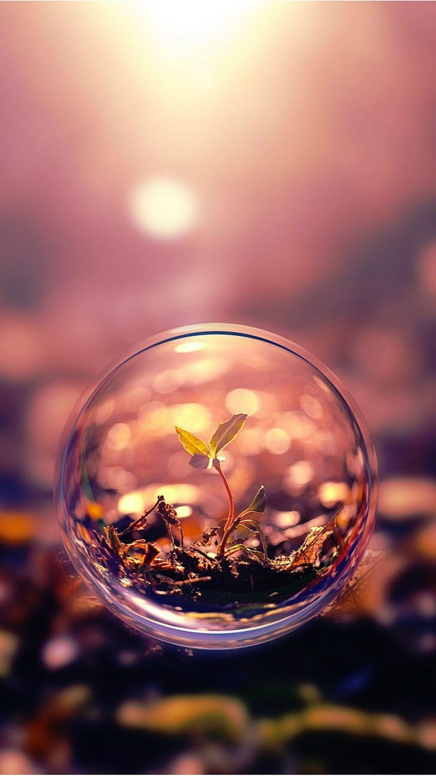 Beautiful Macro graphy Plant Water Bubble, fotography HD phone wallpaper
