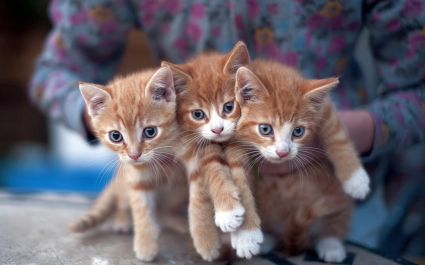 Three cute kittens, three cats HD wallpaper | Pxfuel