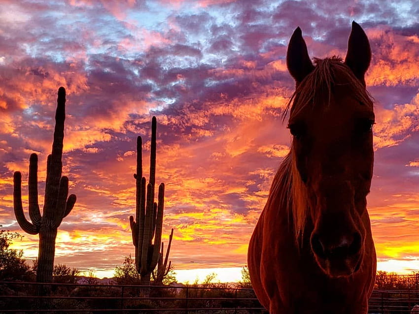 Such a typical Arizona sunset with cactus and horse in the background., aesthetic sunset horse HD wallpaper