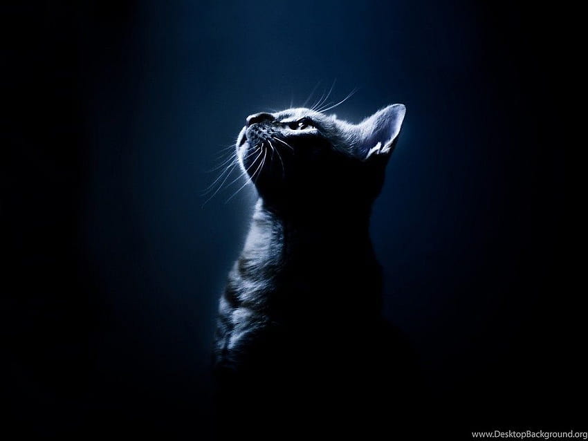 แมวน่ารักสีเข้ม พื้นหลังแมวน่ารัก มืดและน่ารัก วอลล์เปเปอร์ HD