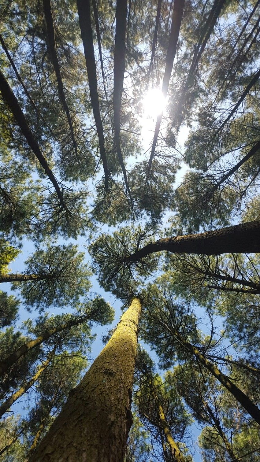 Hutan Pinus Imogiri Daerah Istimewa Yogyakarta HD тапет за телефон