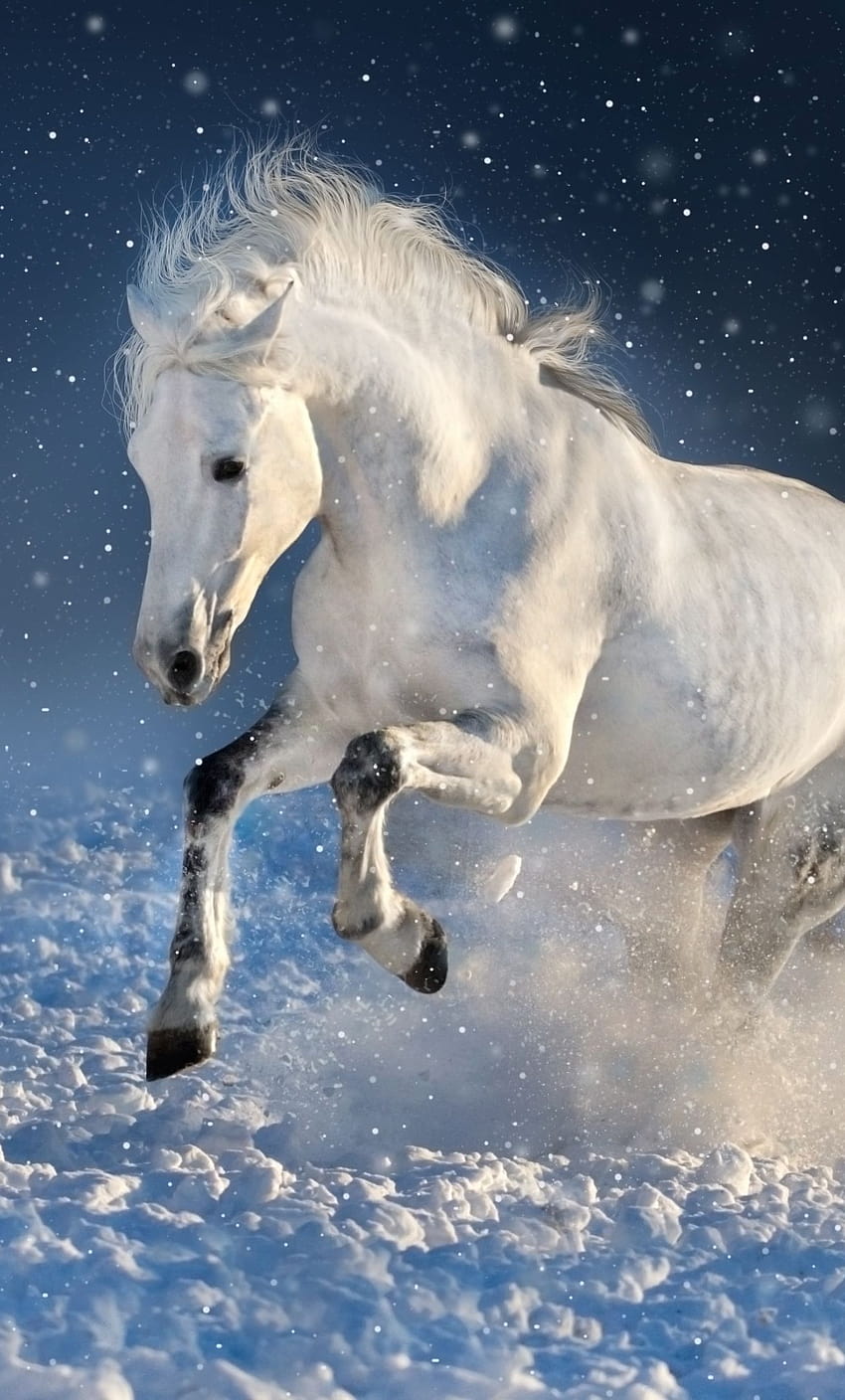 Cavalo Branco, Correr, Mamífero, Retrato, 7 cavalo branco Papel de parede de celular HD
