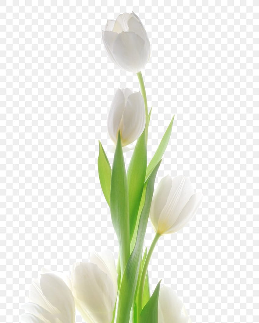 Flor de tulipán, PNG, 685x1024px, Tulipán, Arum, Calas, Flores cortadas,  Diseño floral fondo de pantalla del teléfono | Pxfuel