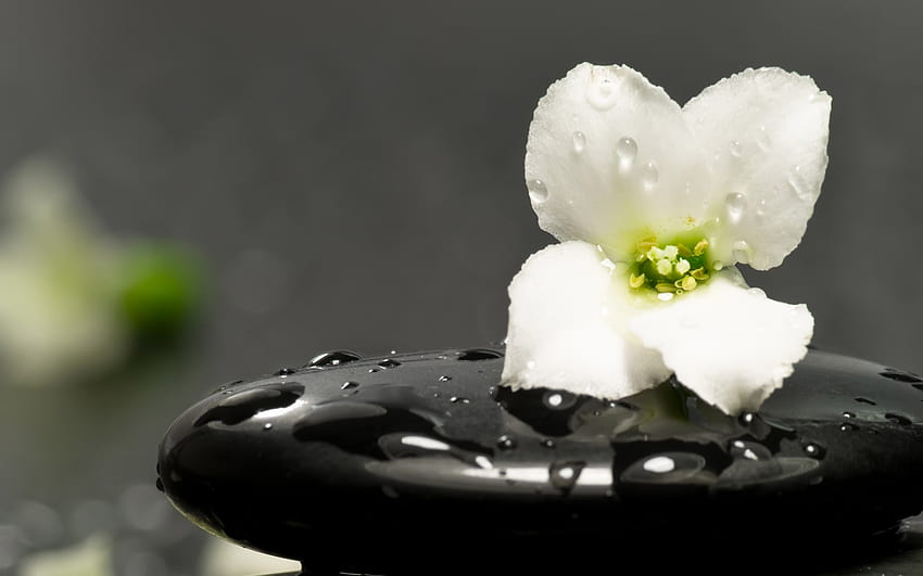 : flower, stone, therapy, aroma 2560x1600, therapist HD wallpaper