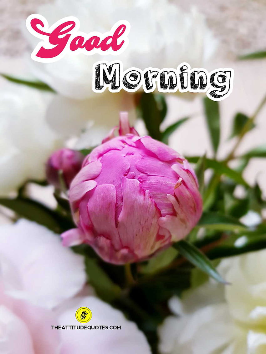 Buenos días flor, mañana flores fondo de pantalla del teléfono | Pxfuel