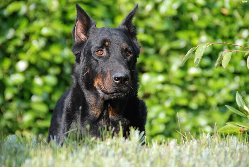 Beauceron, guard dog HD wallpaper