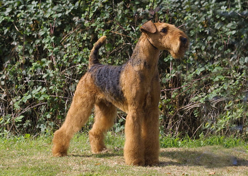 Cute Airedale in the rack, airedales HD wallpaper